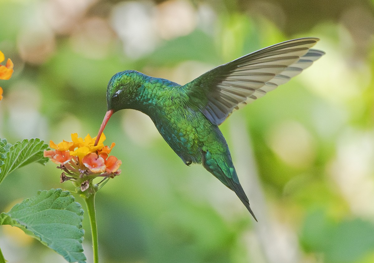 Glittering-bellied Emerald - ML645632937