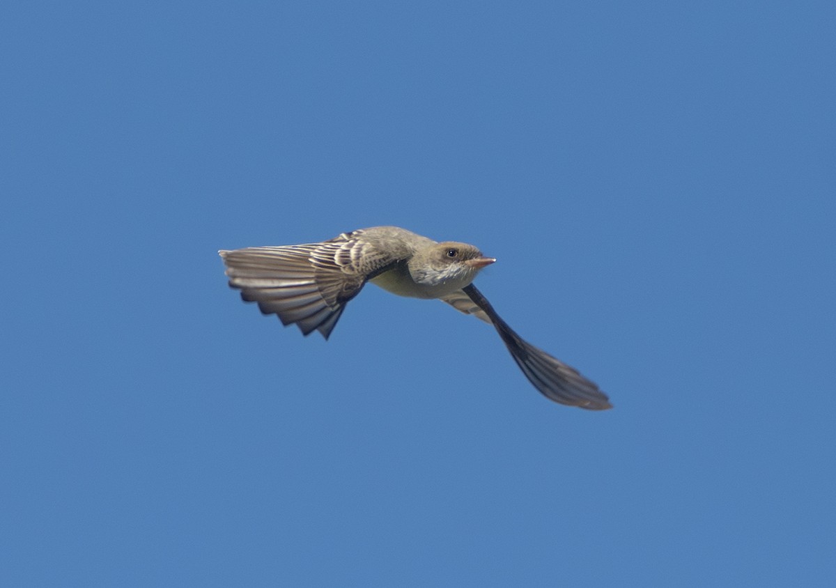 Swainson's Flycatcher - ML645632953