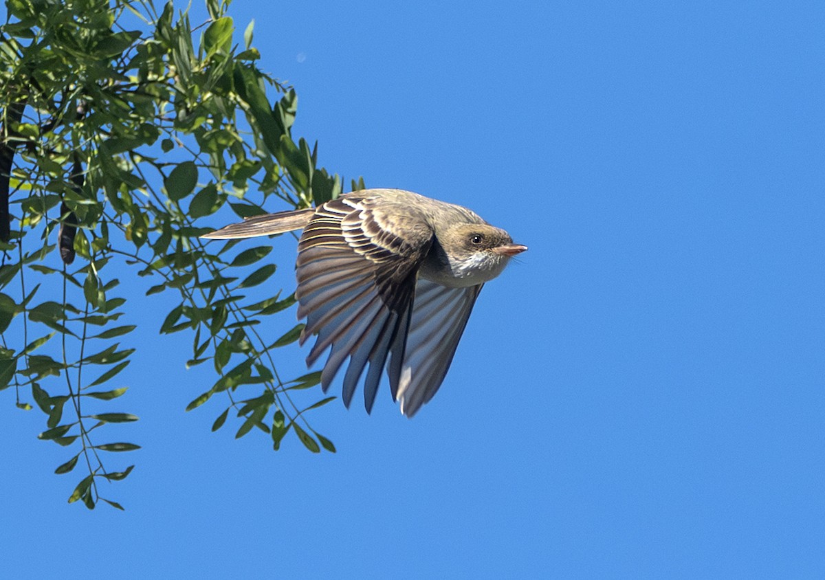 Swainson's Flycatcher - ML645632954
