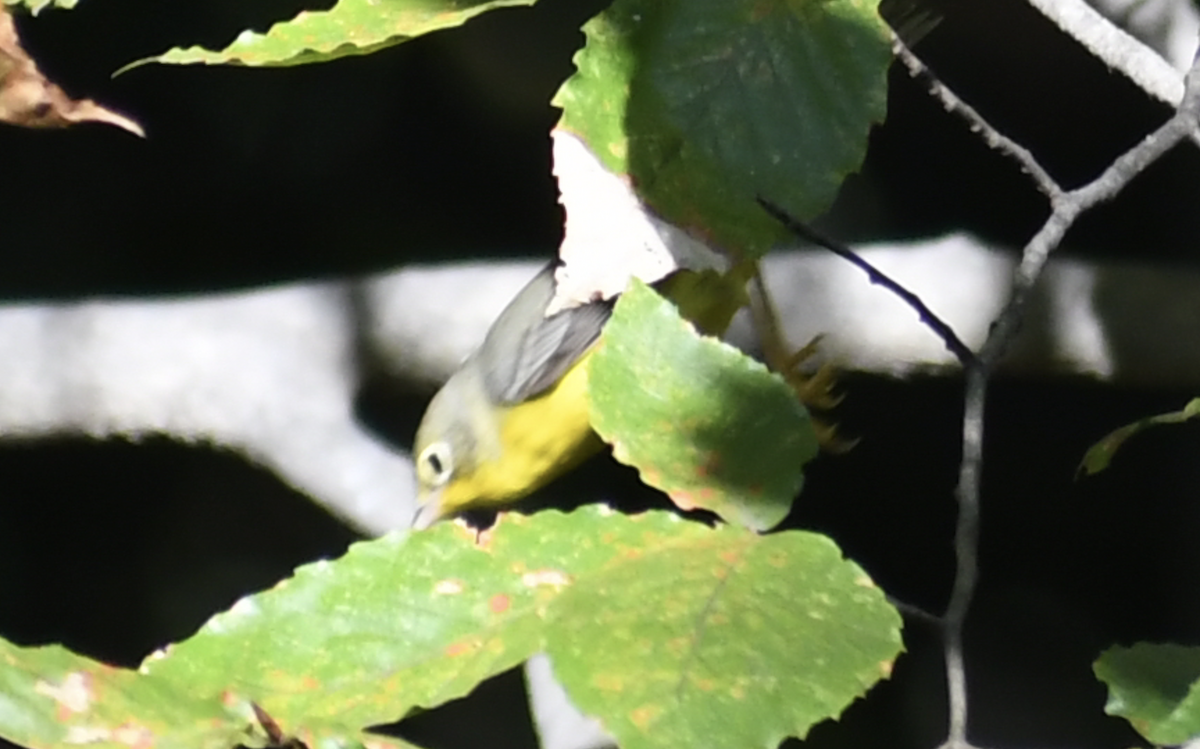 Reinita Canadiense - ML645632956