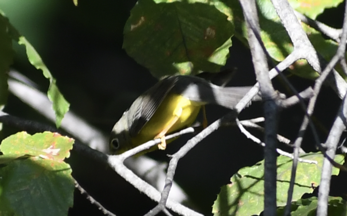 Reinita Canadiense - ML645632957