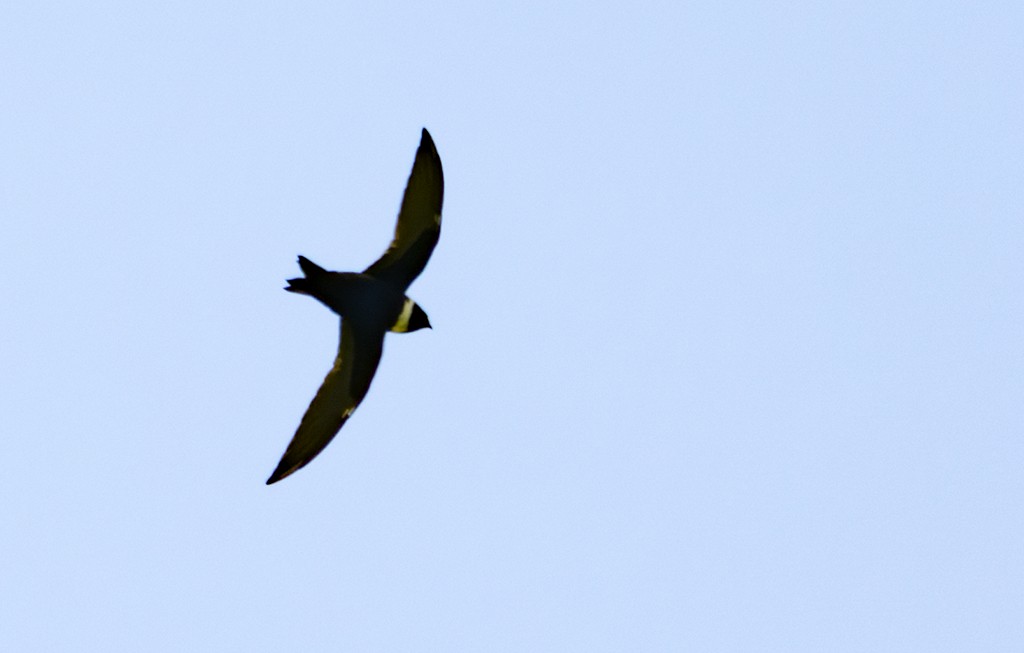 Vencejo Acollarado - ML645632962