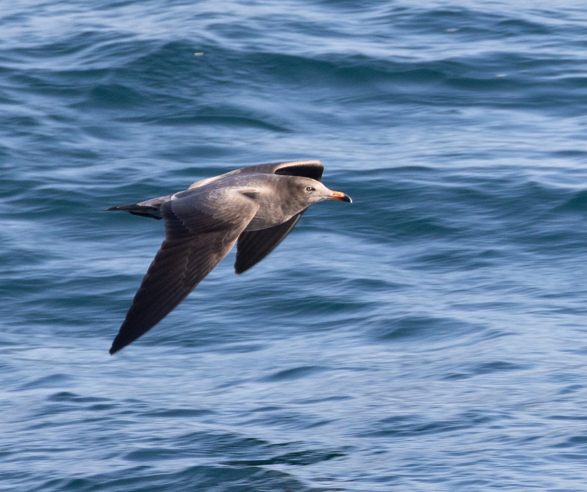 Heermann's Gull - ML645632981