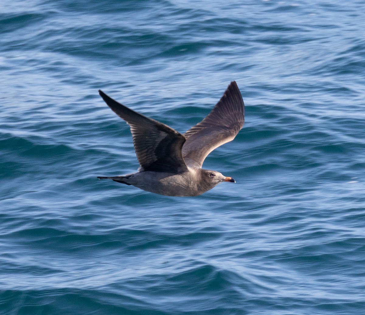 Heermann's Gull - ML645632982