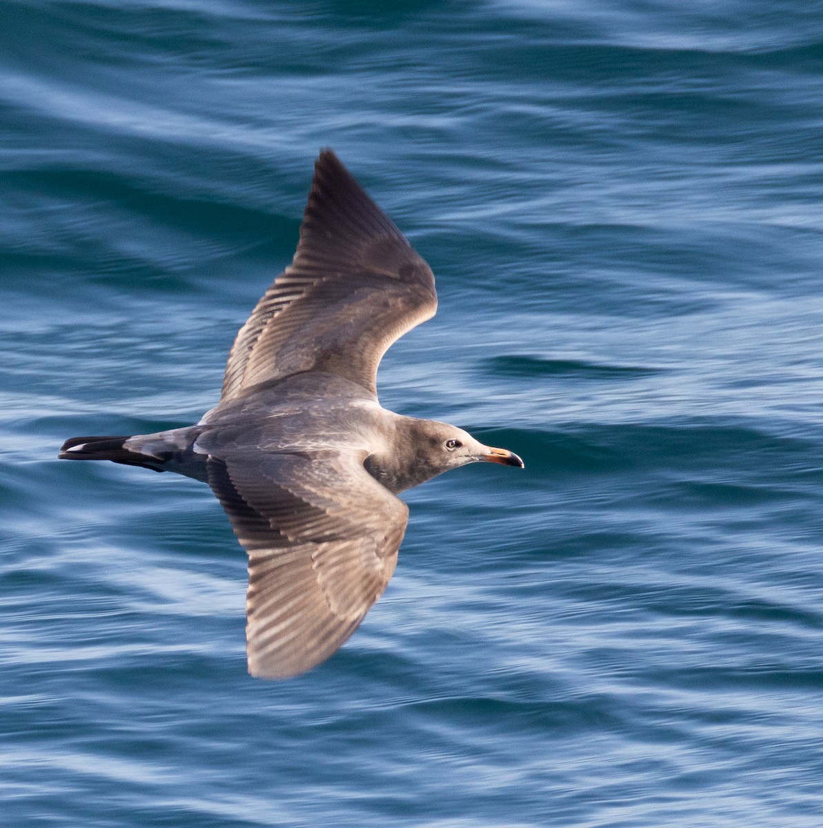 Heermann's Gull - ML645632983
