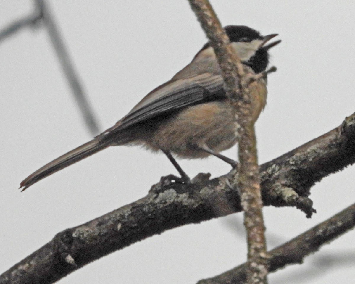 Carolina Chickadee - ML645632984