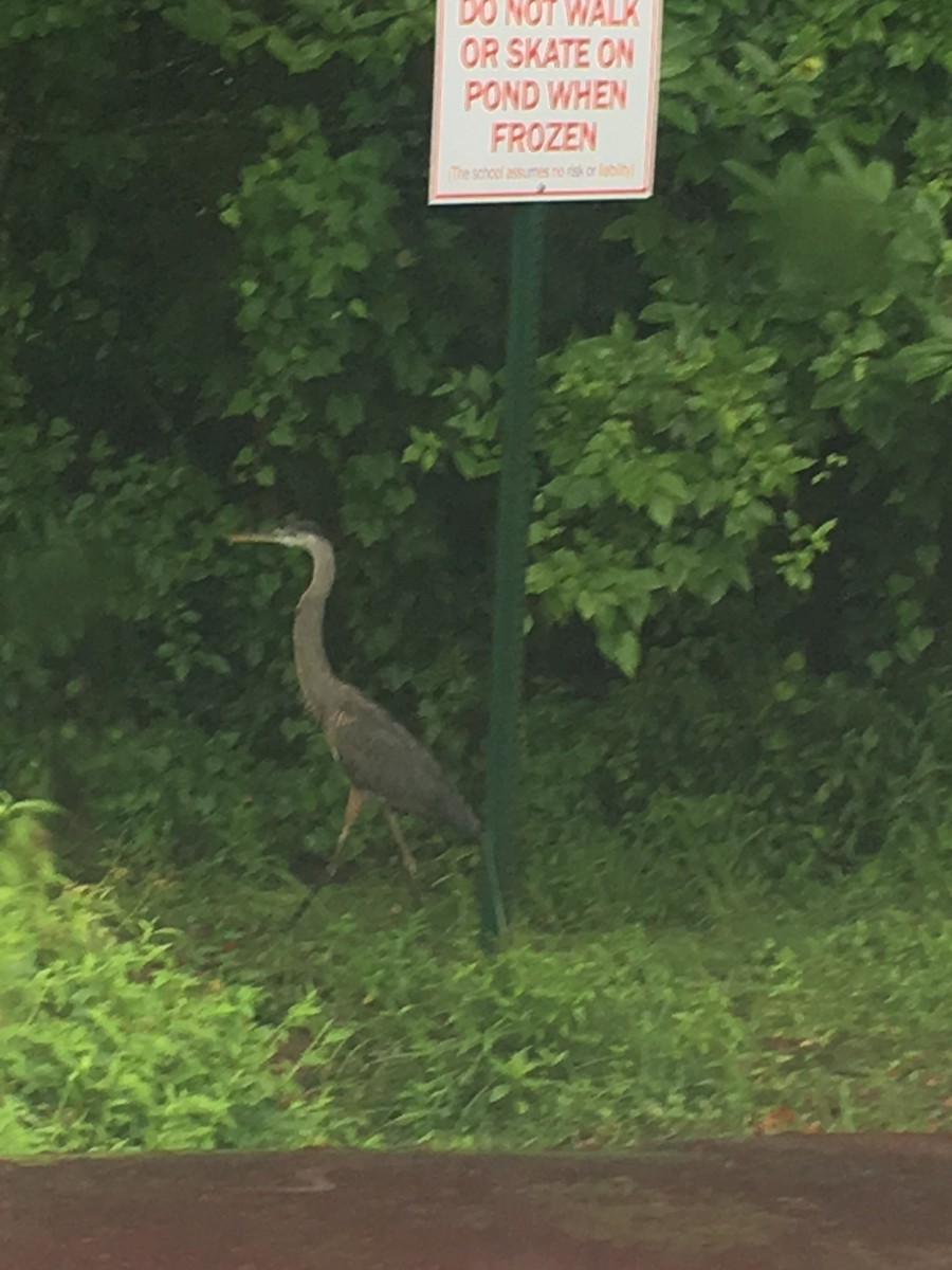 オオアオサギ（herodias グループ） - ML645632986