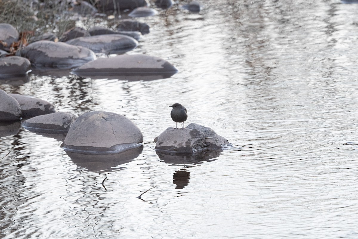 Ur-zozo iparramerikarra - ML645632988