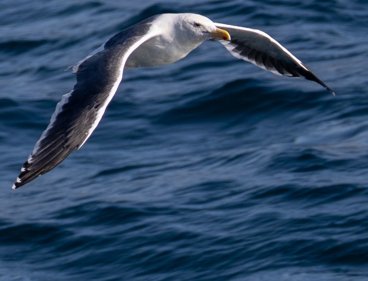 Западная чайка - ML645632989