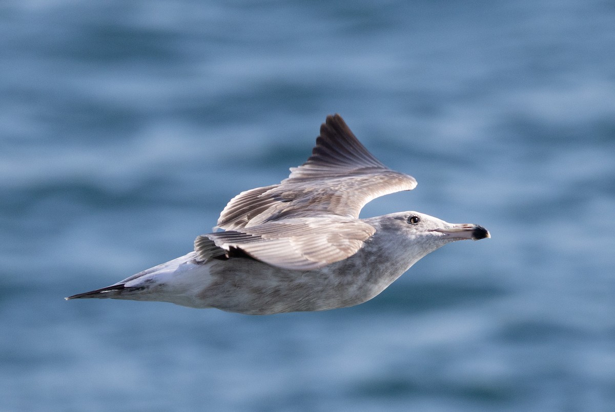 Западная чайка - ML645632990