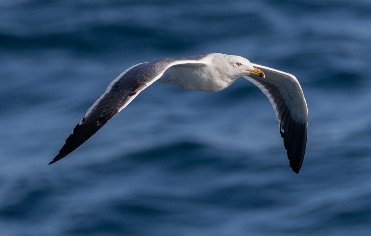 Западная чайка - ML645632991