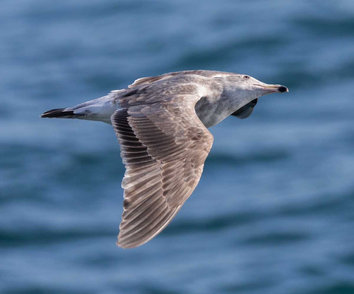 Западная чайка - ML645632992