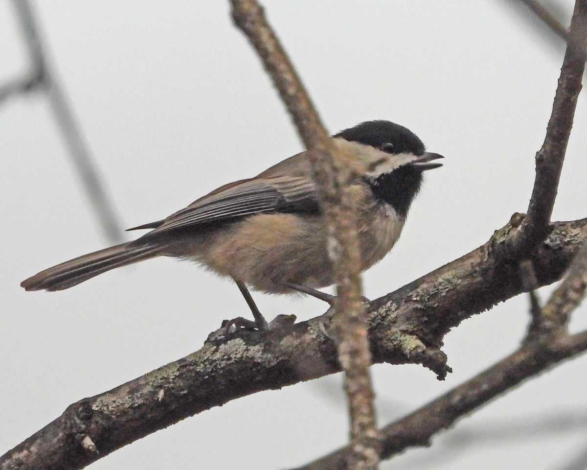 Carolina Chickadee - ML645632994