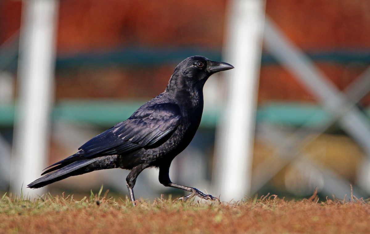 American Crow - ML645633007
