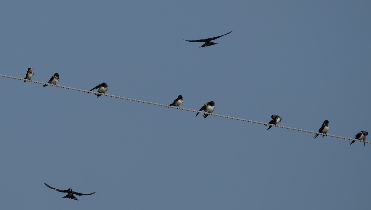 Ластівка сільська - ML645633011