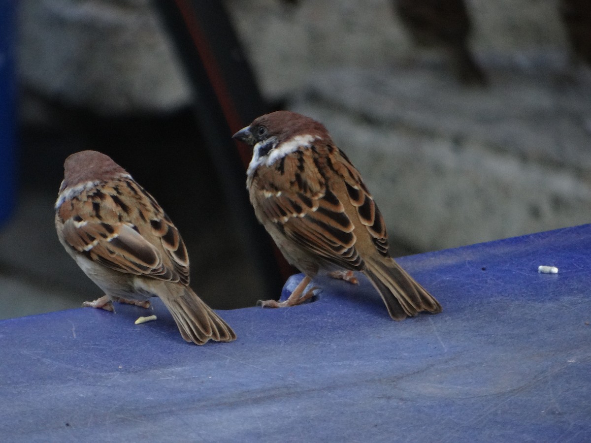 Ağaç Serçesi - ML645633016