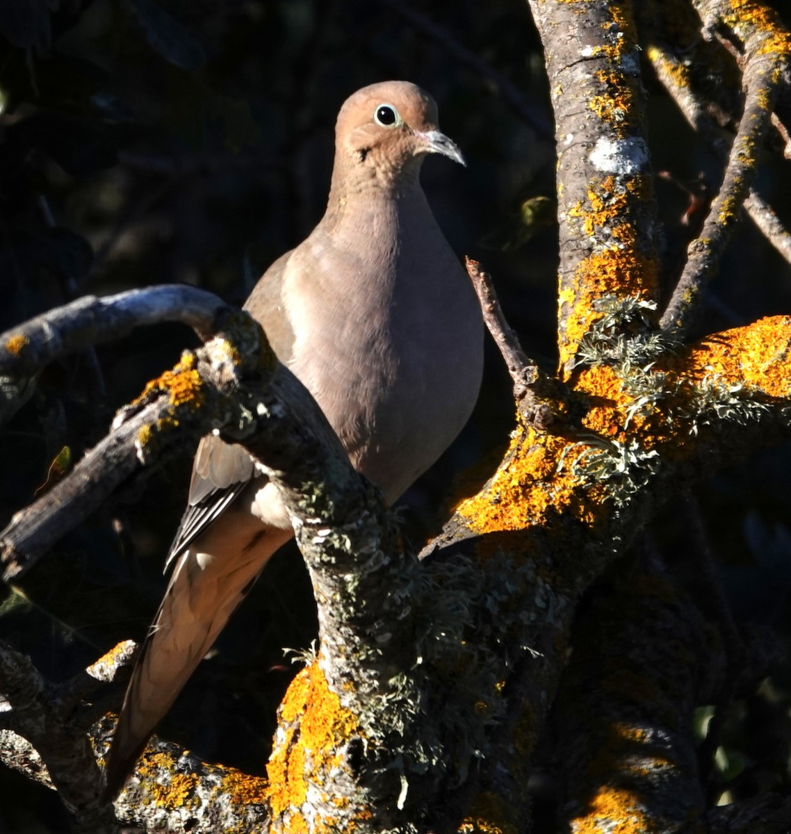 ナゲキバト - ML645633020