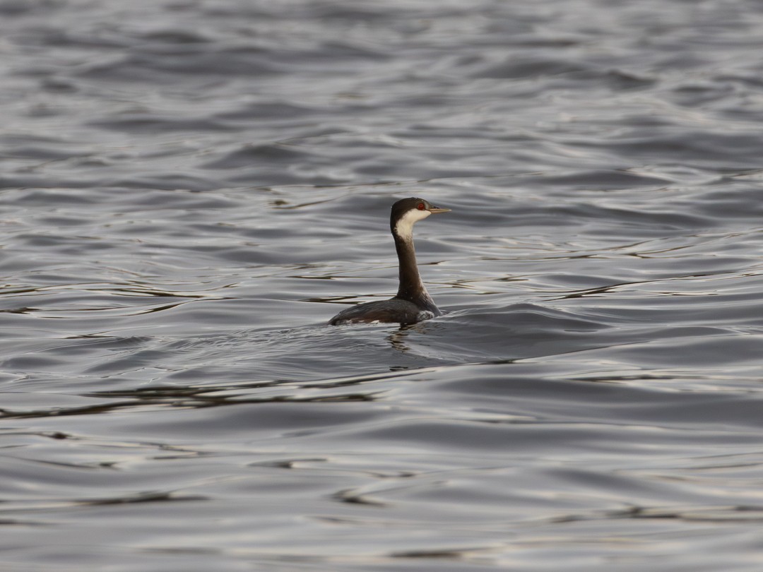 Красношейная поганка - ML645633031