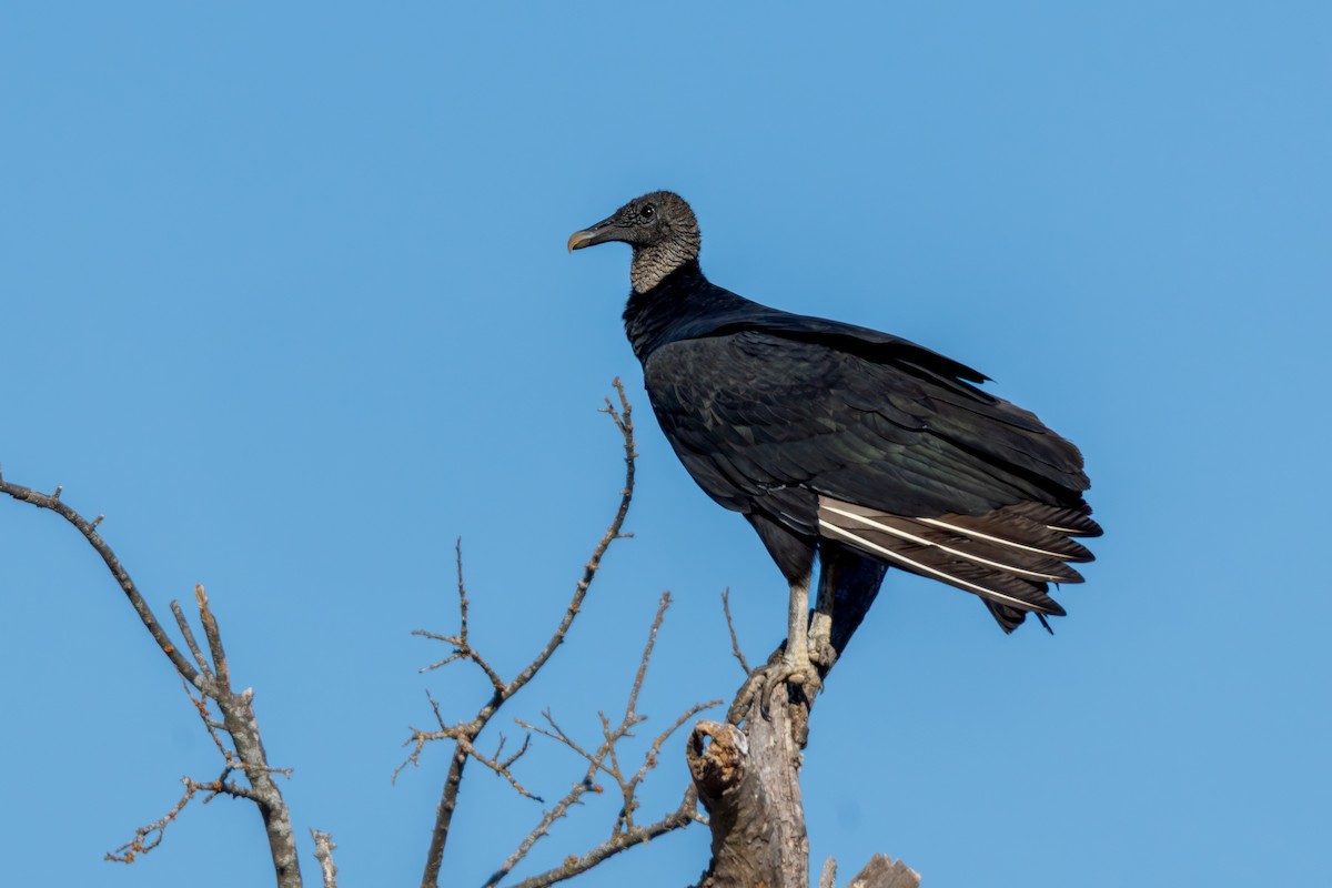 Black Vulture - ML645633039