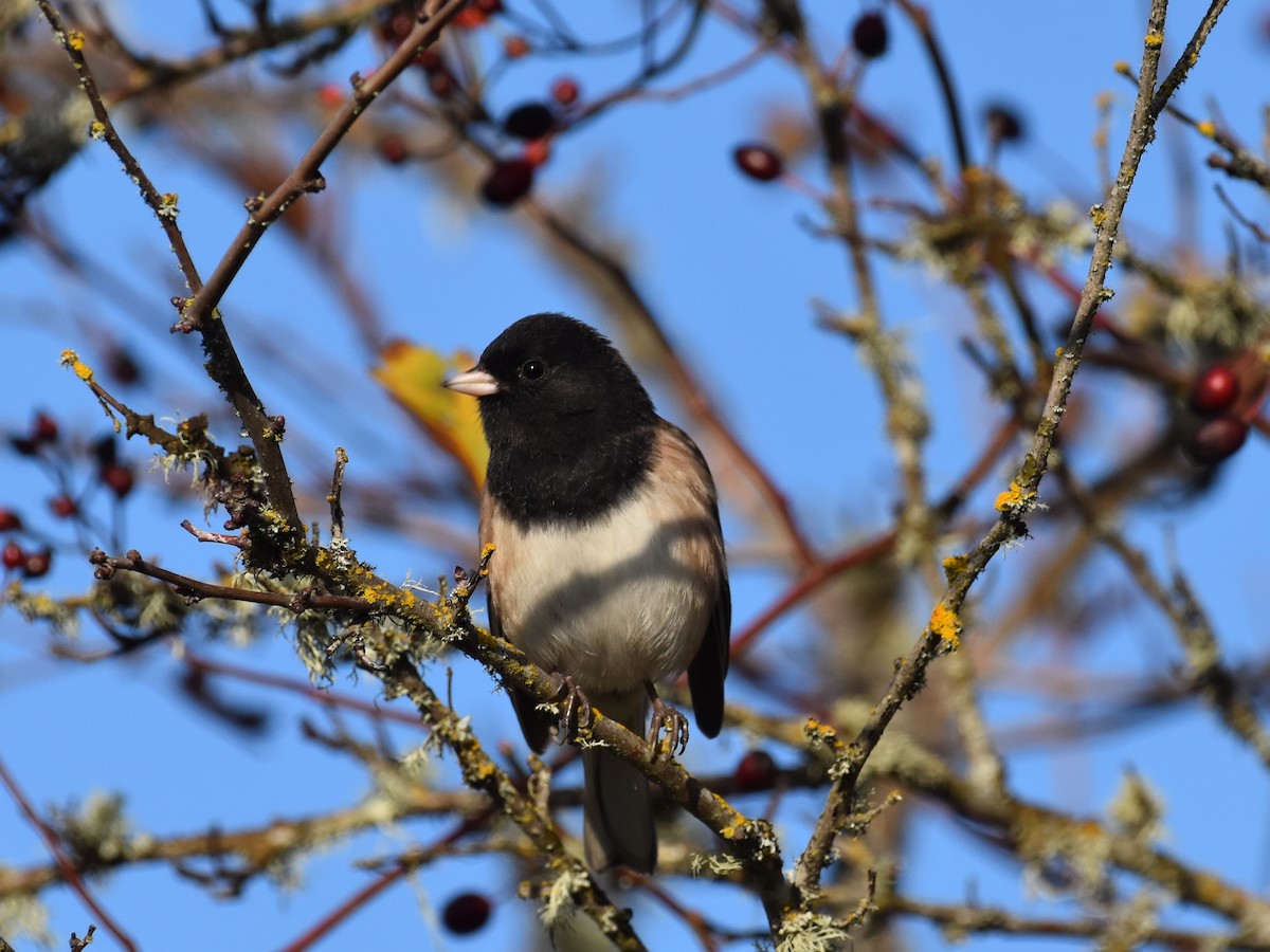 Dark-eyed Junco - ML645633043