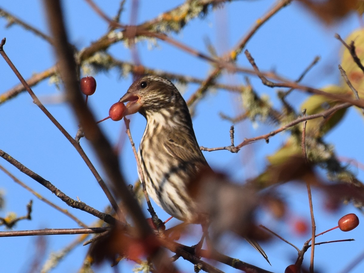 Purple Finch - ML645633045
