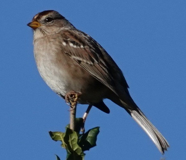 White-crowned Sparrow - ML645633062