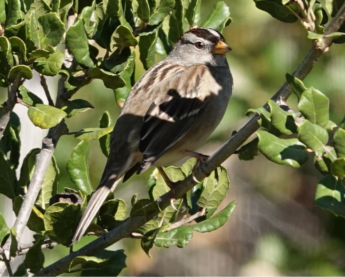 White-crowned Sparrow - ML645633063