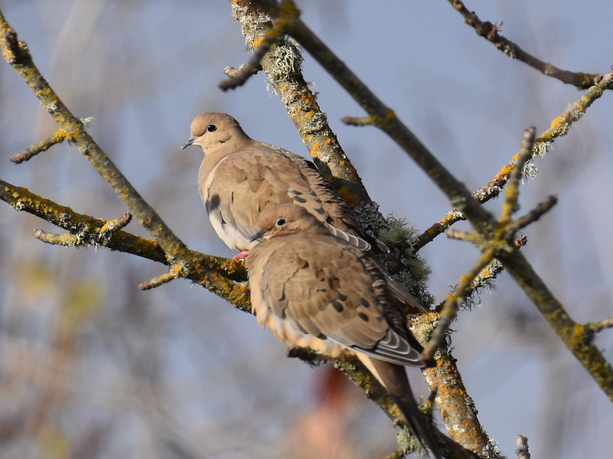 ナゲキバト - ML645633095