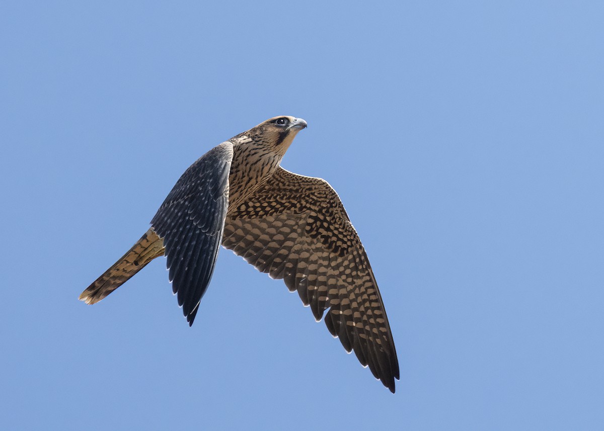 sokol stěhovavý - ML645633096