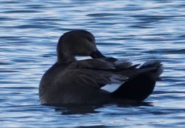 Нерозень - ML645633128