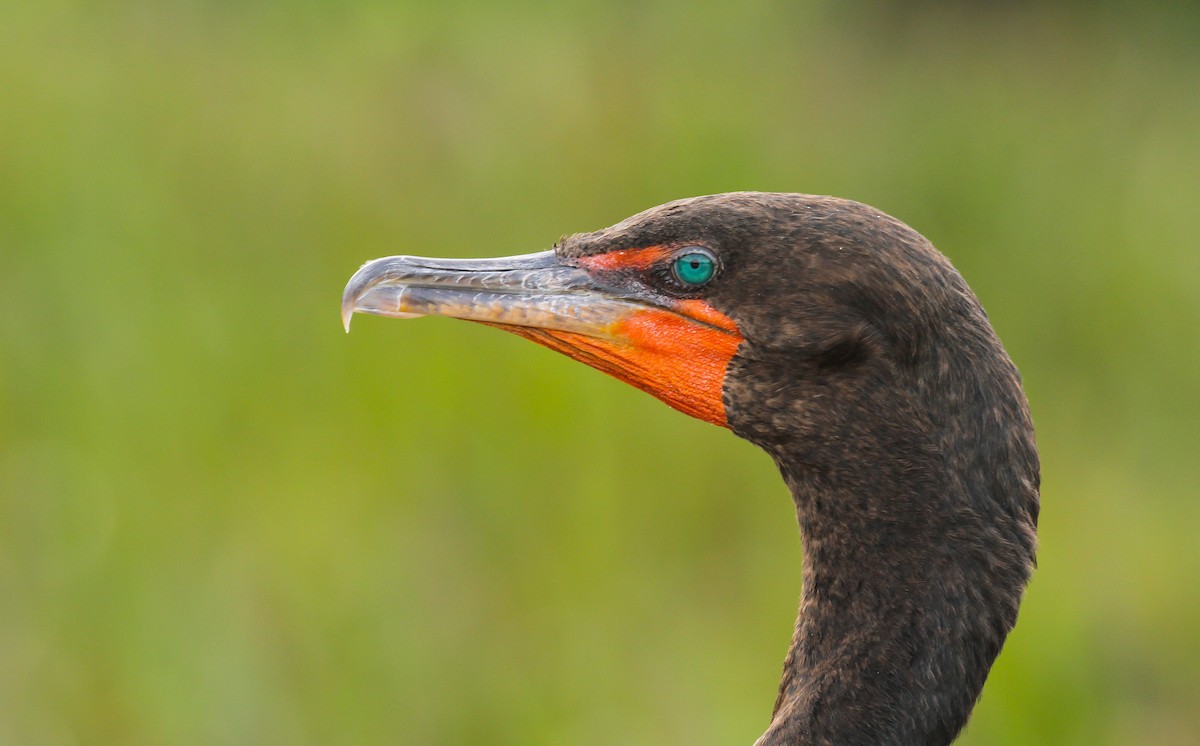 Cormoran à aigrettes - ML645633130