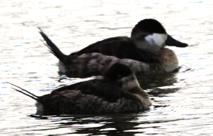 Ruddy Duck - ML645633144