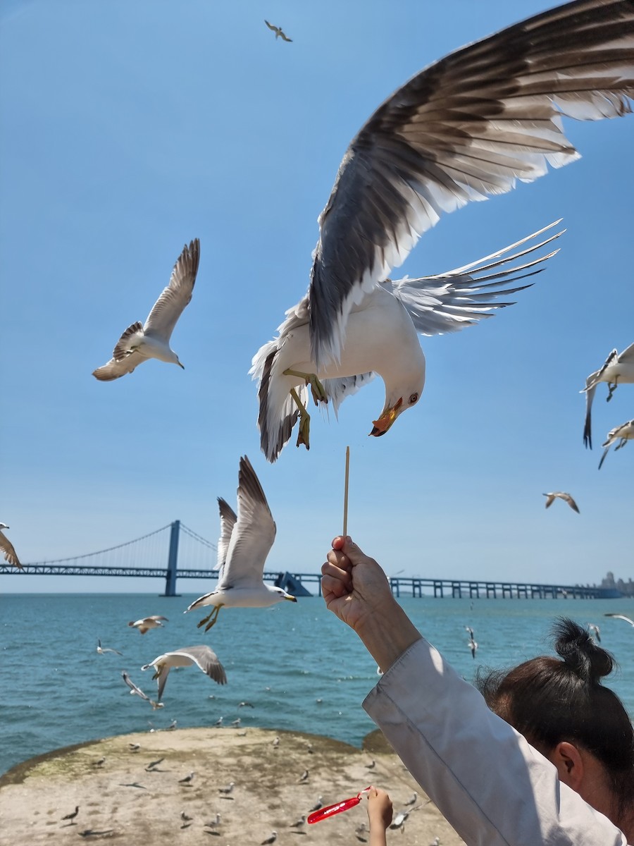Black-tailed Gull - ML645633145