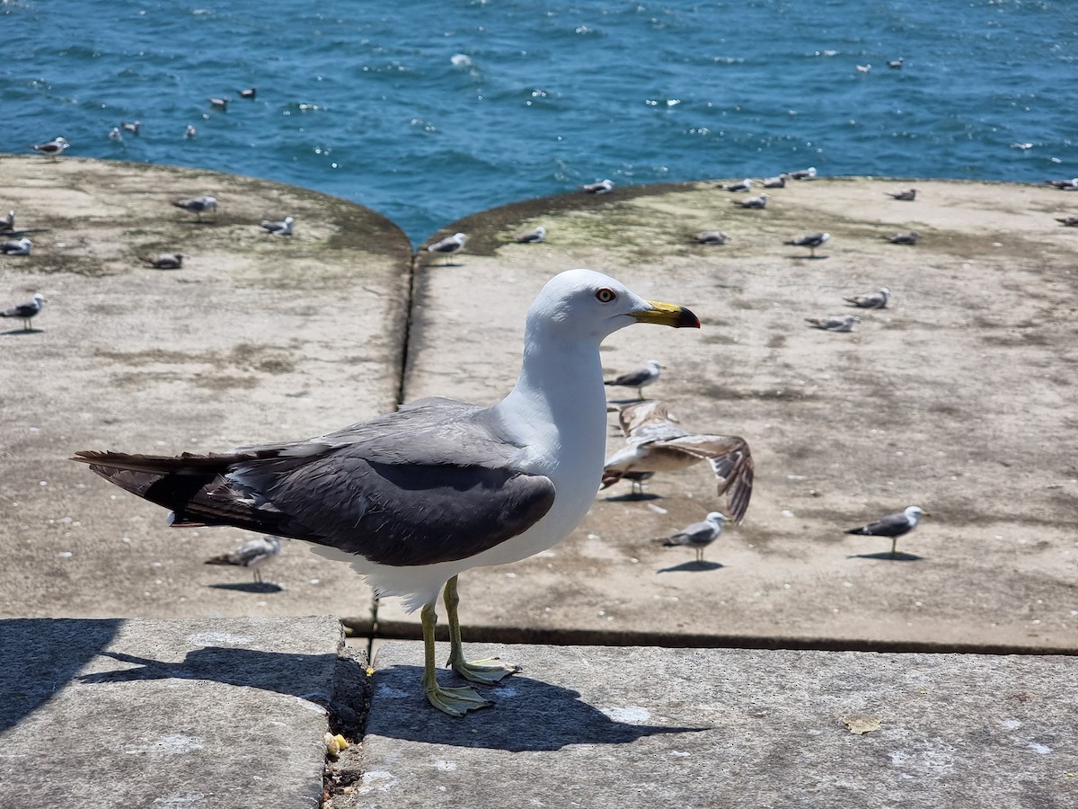 Black-tailed Gull - ML645633146