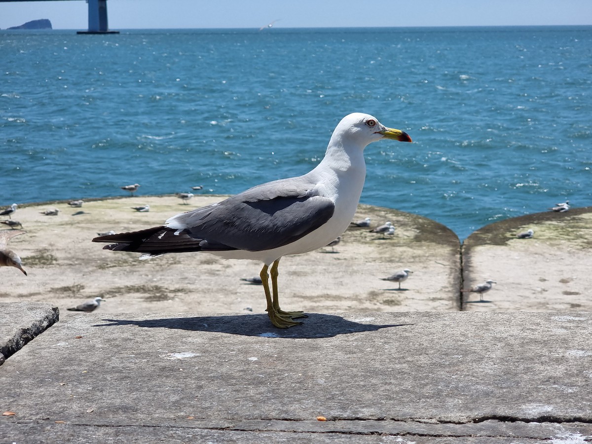 Black-tailed Gull - ML645633147