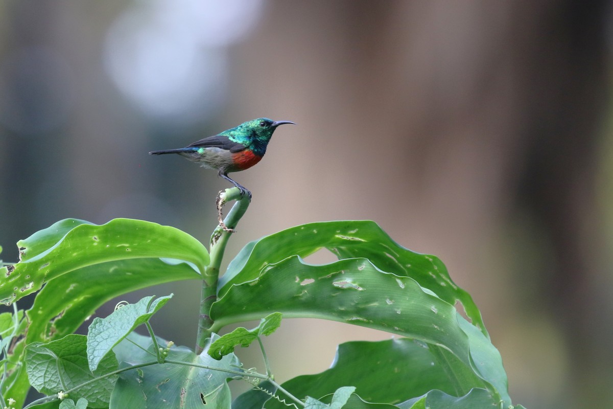 Olive-bellied Sunbird - ML645633148