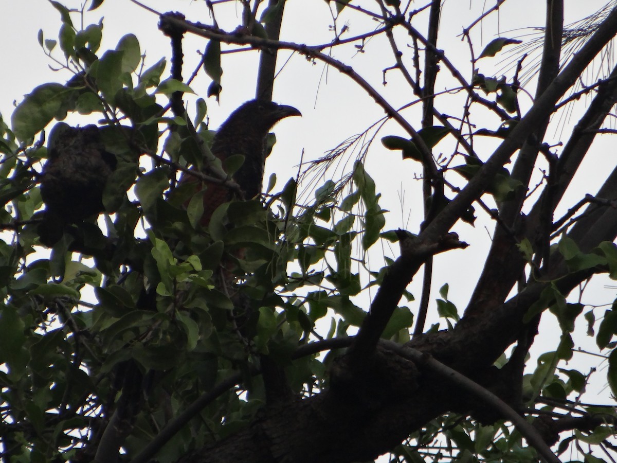 Greater Coucal - ML645633149