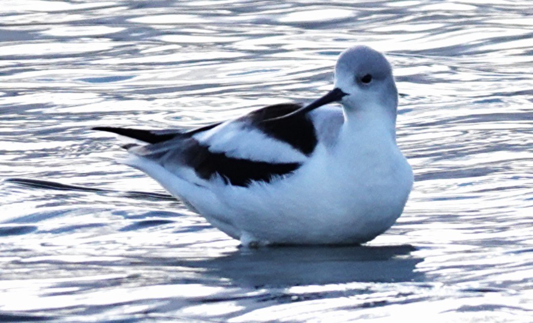 American Avocet - ML645633150