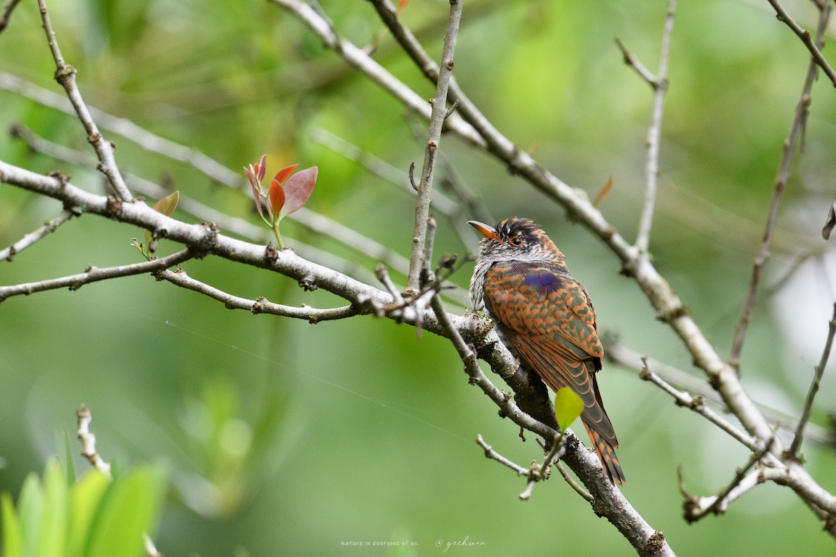 Violet Cuckoo - ML645633151