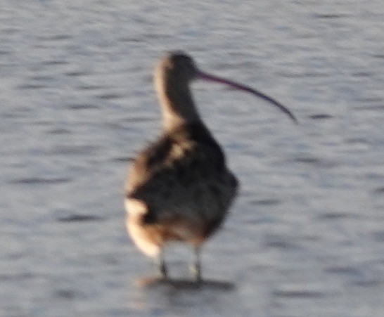 Long-billed Curlew - ML645633153