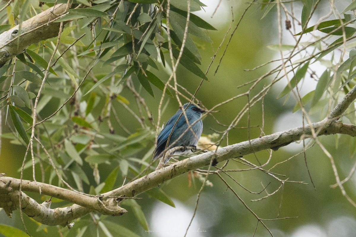 Verditer Flycatcher - ML645633155