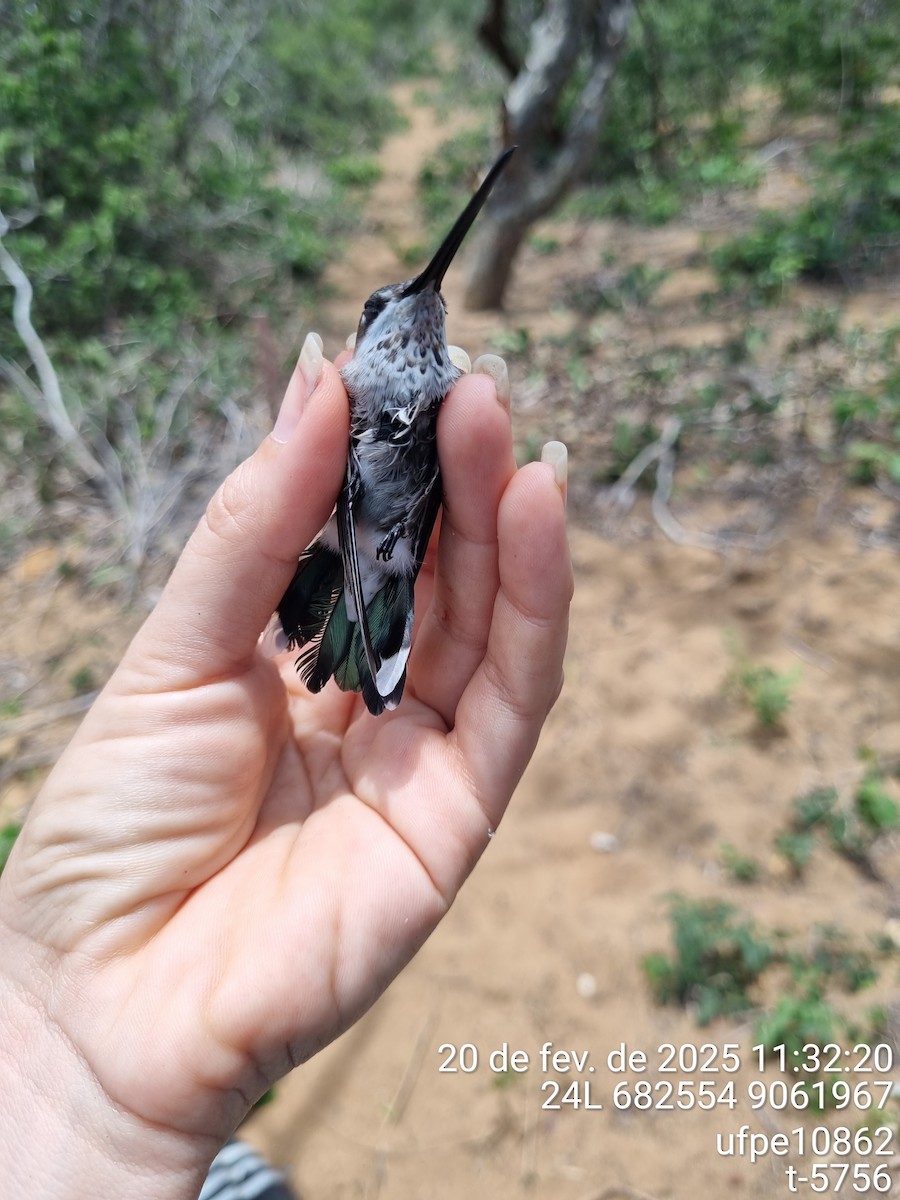 Stripe-breasted Starthroat - ML645633156