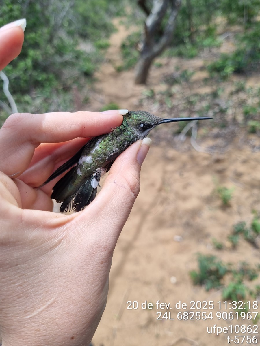 Stripe-breasted Starthroat - ML645633157