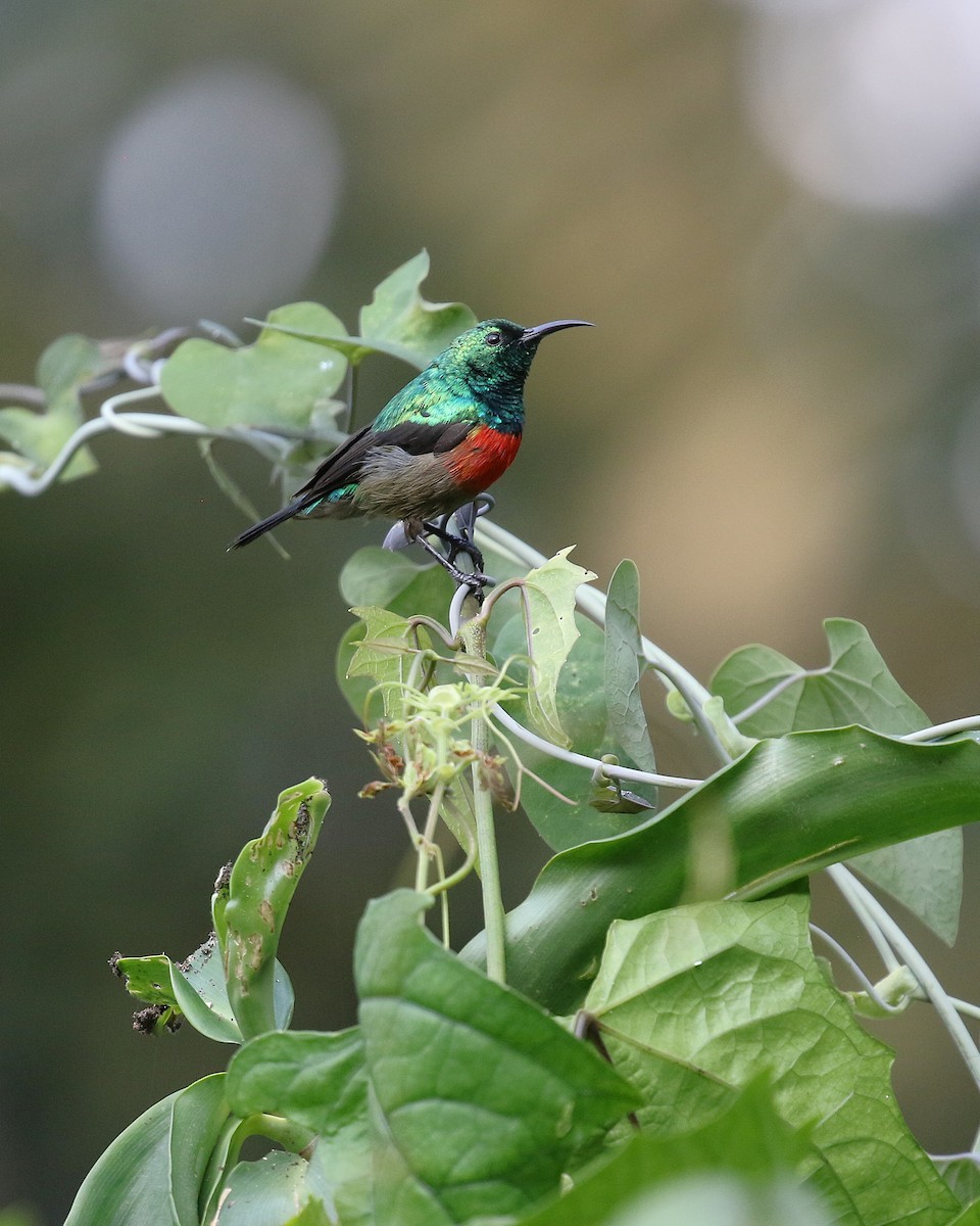 Olive-bellied Sunbird - ML645633158