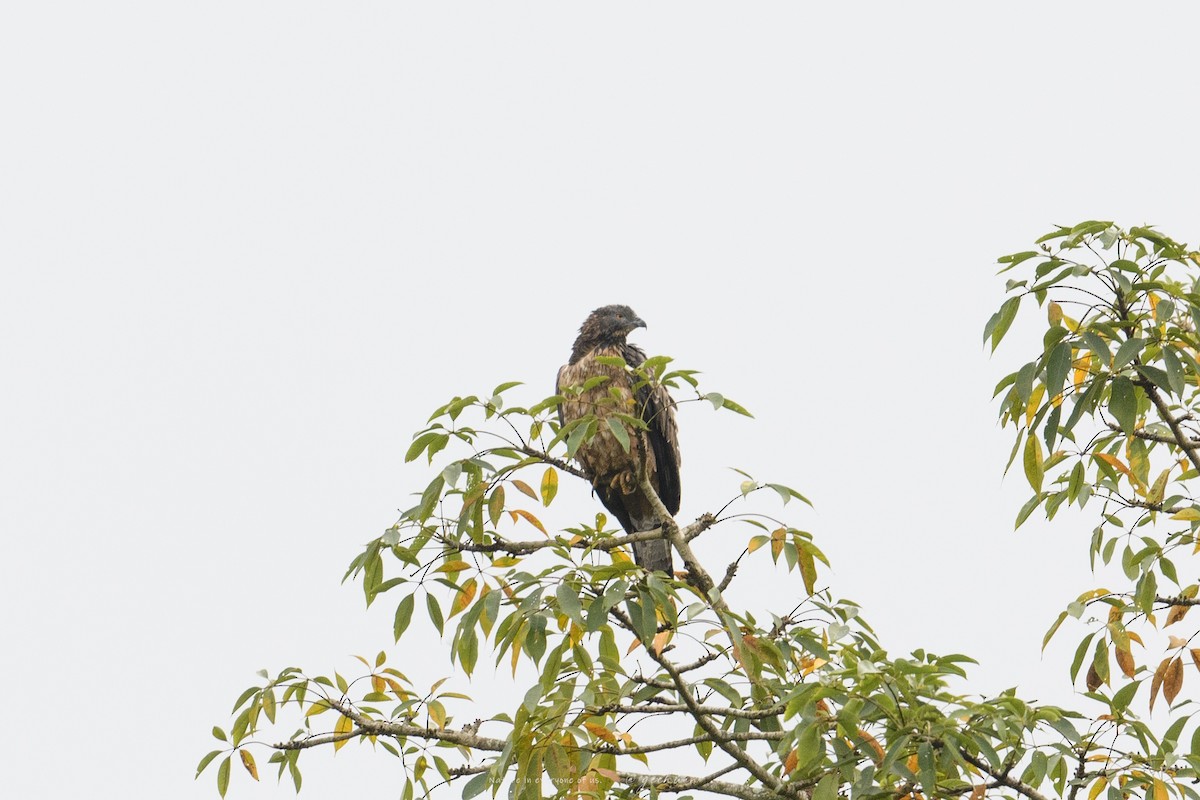 Oriental Honey-buzzard - ML645633159