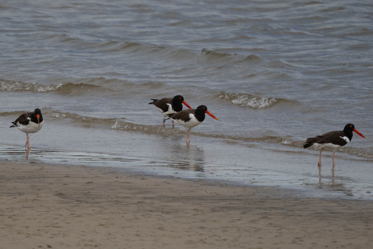 American Oystercatcher - ML645633160
