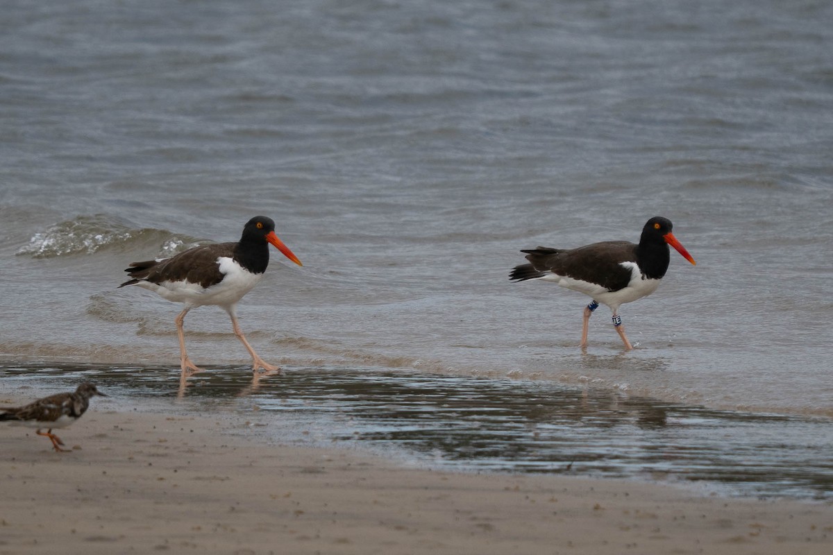 American Oystercatcher - ML645633161
