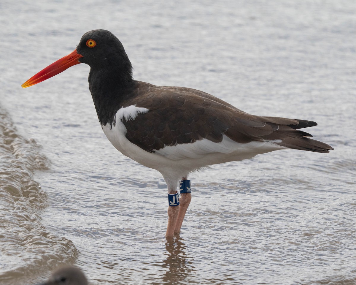American Oystercatcher - ML645633162