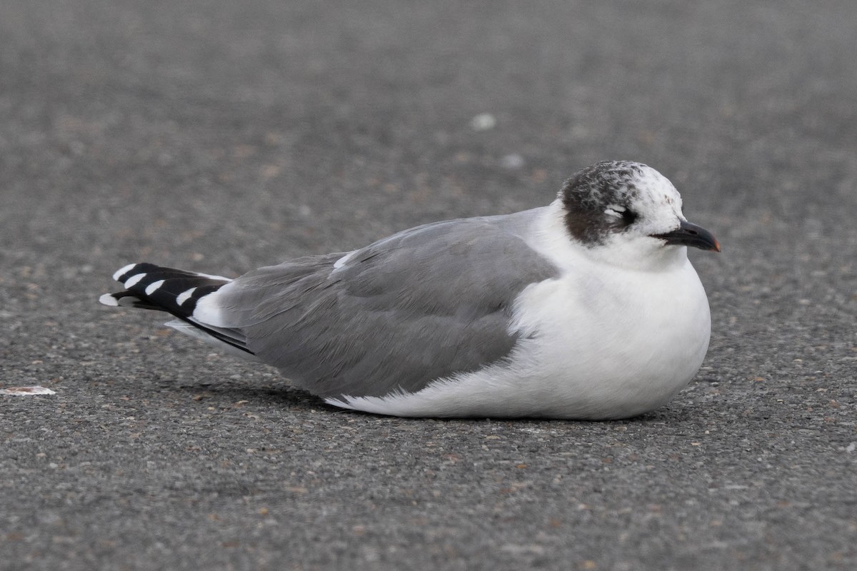 Franklin's Gull - ML645633172