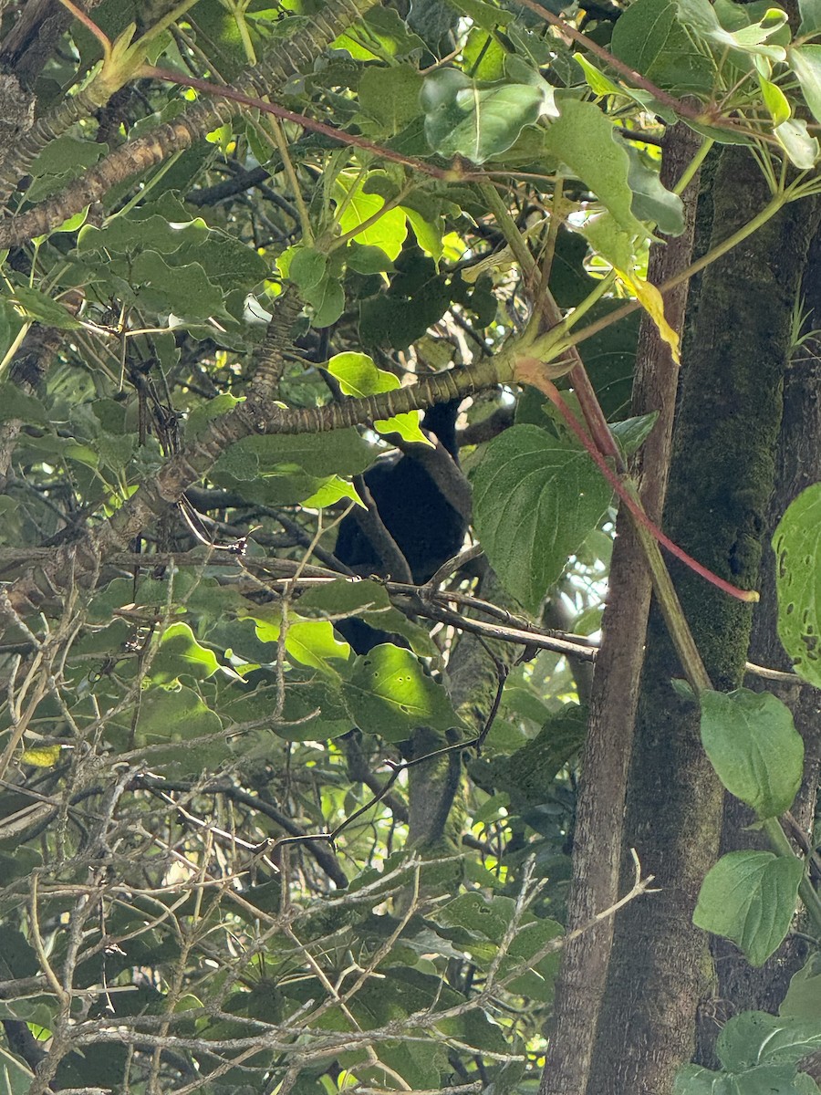 Schwarzguan - ML645633173